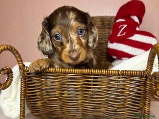 Miniature Dachshund dogs Champion Longhaired Miniature Dachshund Puppies - Advert 3