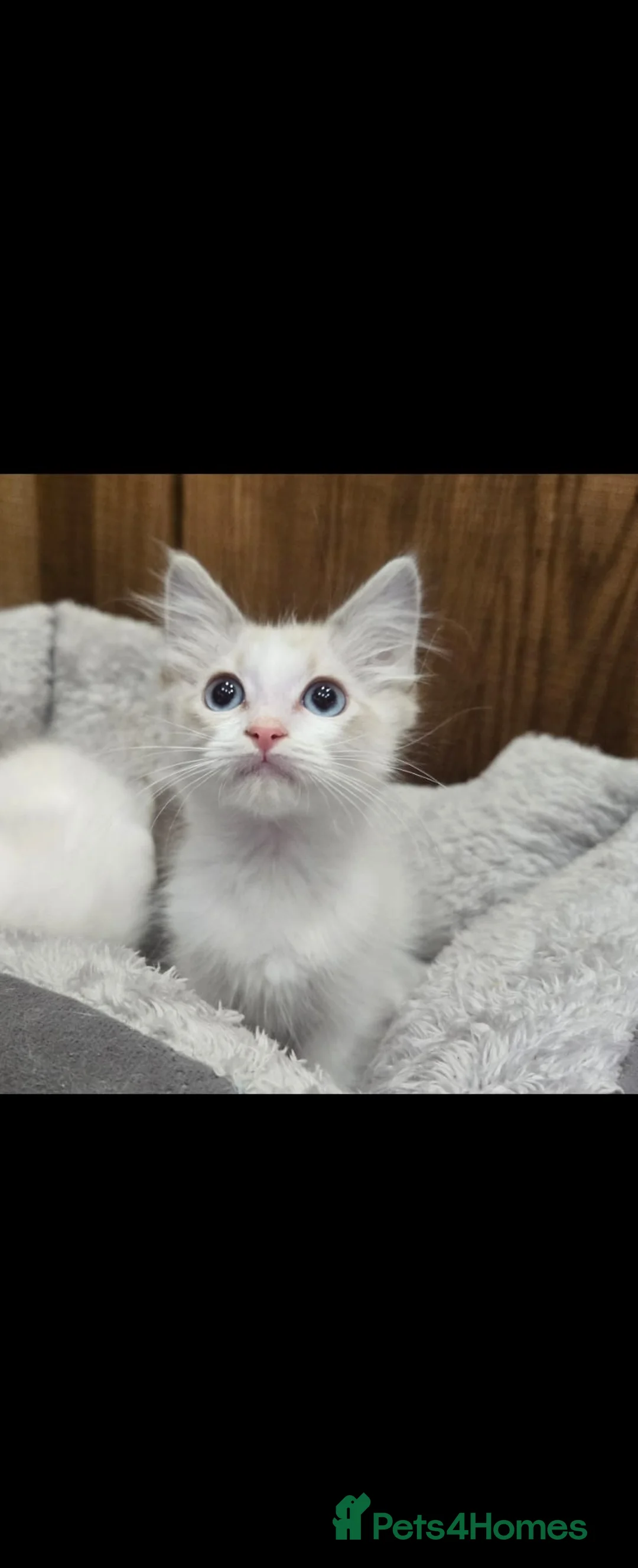 Ragdoll cats for sale: 4 Stunning Ragdoll Kittens  in Basildon - Advert 2