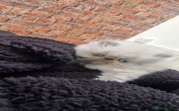 Persian cats for sale: Pure persians. - Advert 1