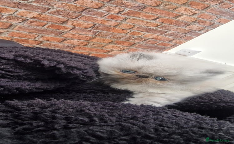 Persian cats Pure persians. - Advert 10