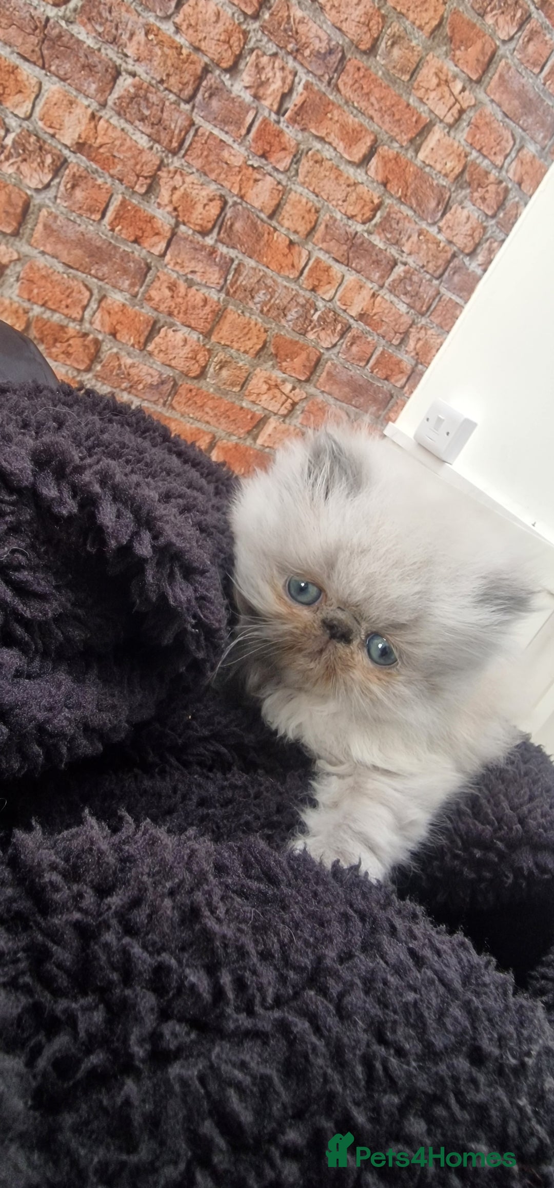 Persian cats for sale: Pure persians. - Advert 1