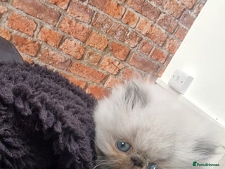 Persian cats Pure persians. - Advert 1