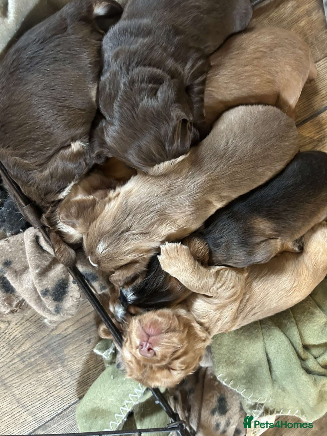 Cocker Spaniel dogs for sale: Cocker spaniel puppies for sale.  - Image 11