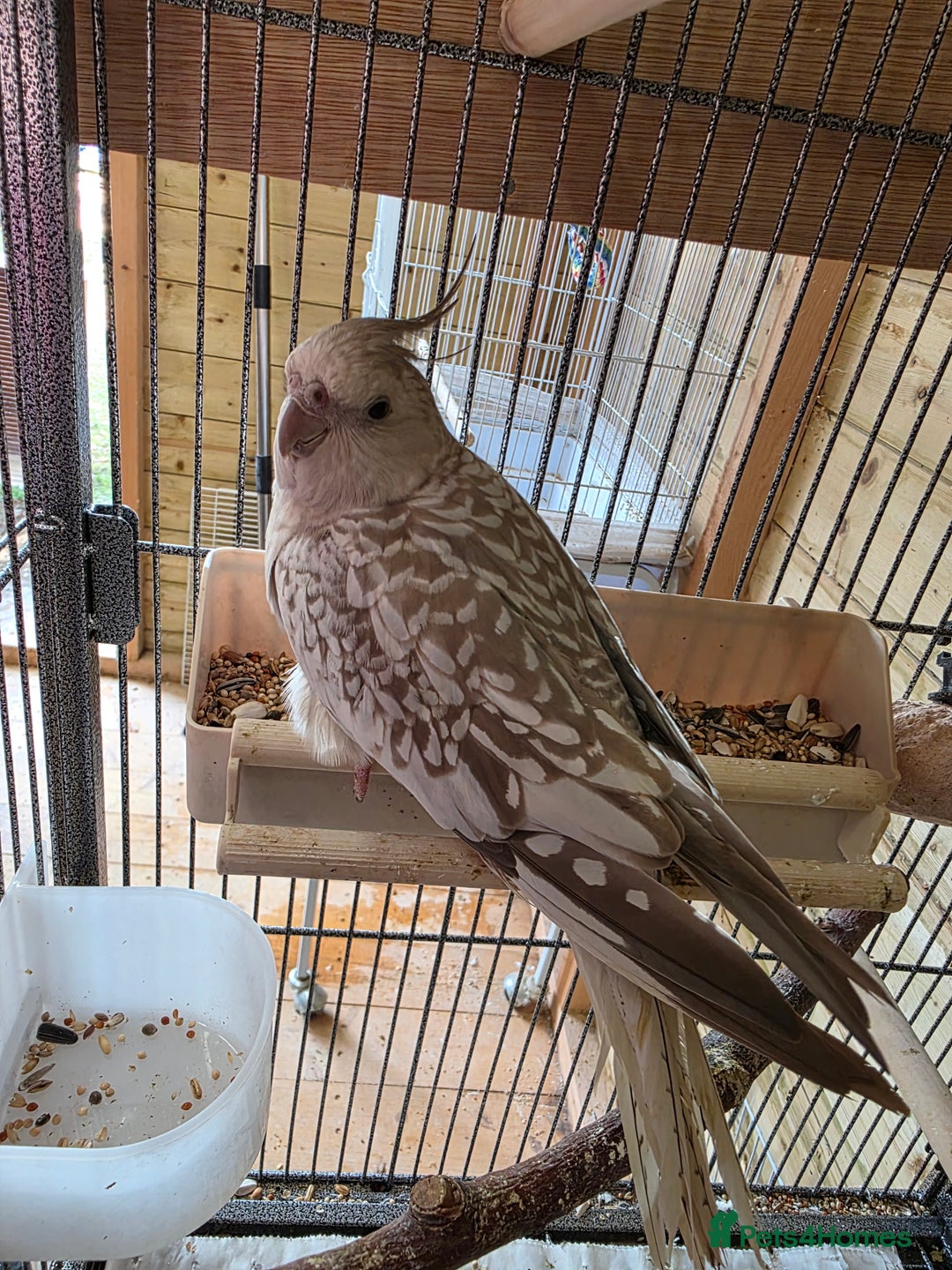Cockatiels birds for sale: Beautiful Adult Hen Cockatiel - Image 2