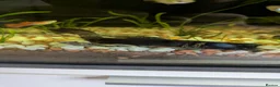 Plecos fish for sale: Bristlenose plecos in Portsmouth - Advert 4
