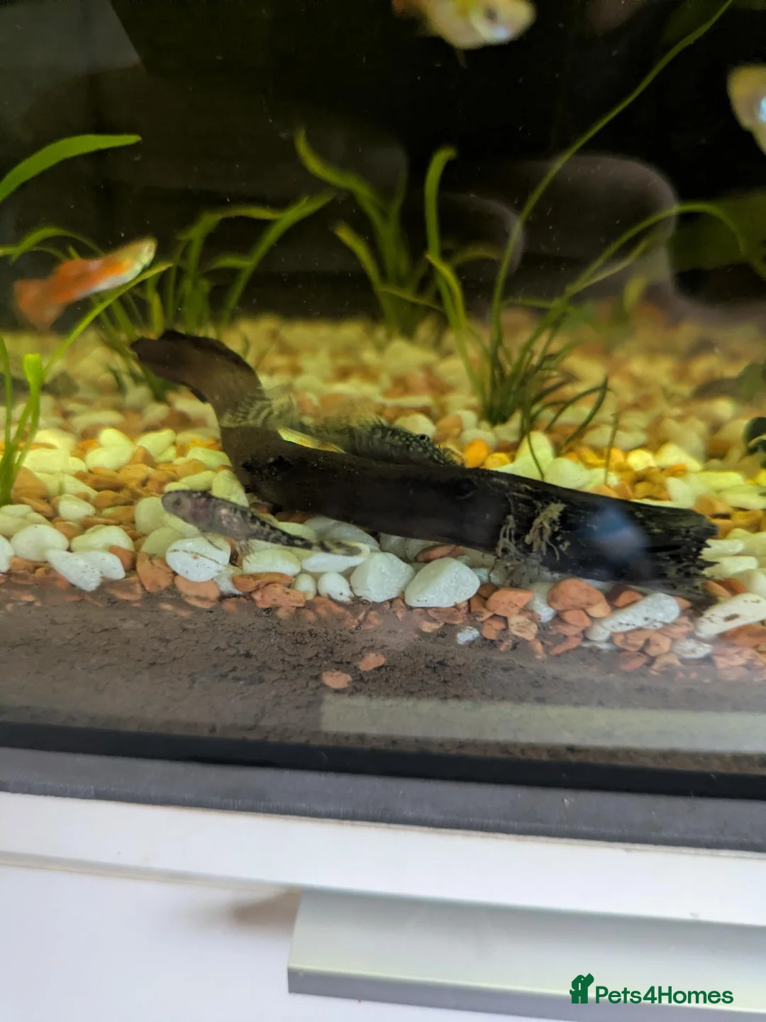 Plecos fish for sale: Bristlenose plecos in Portsmouth - Advert 4
