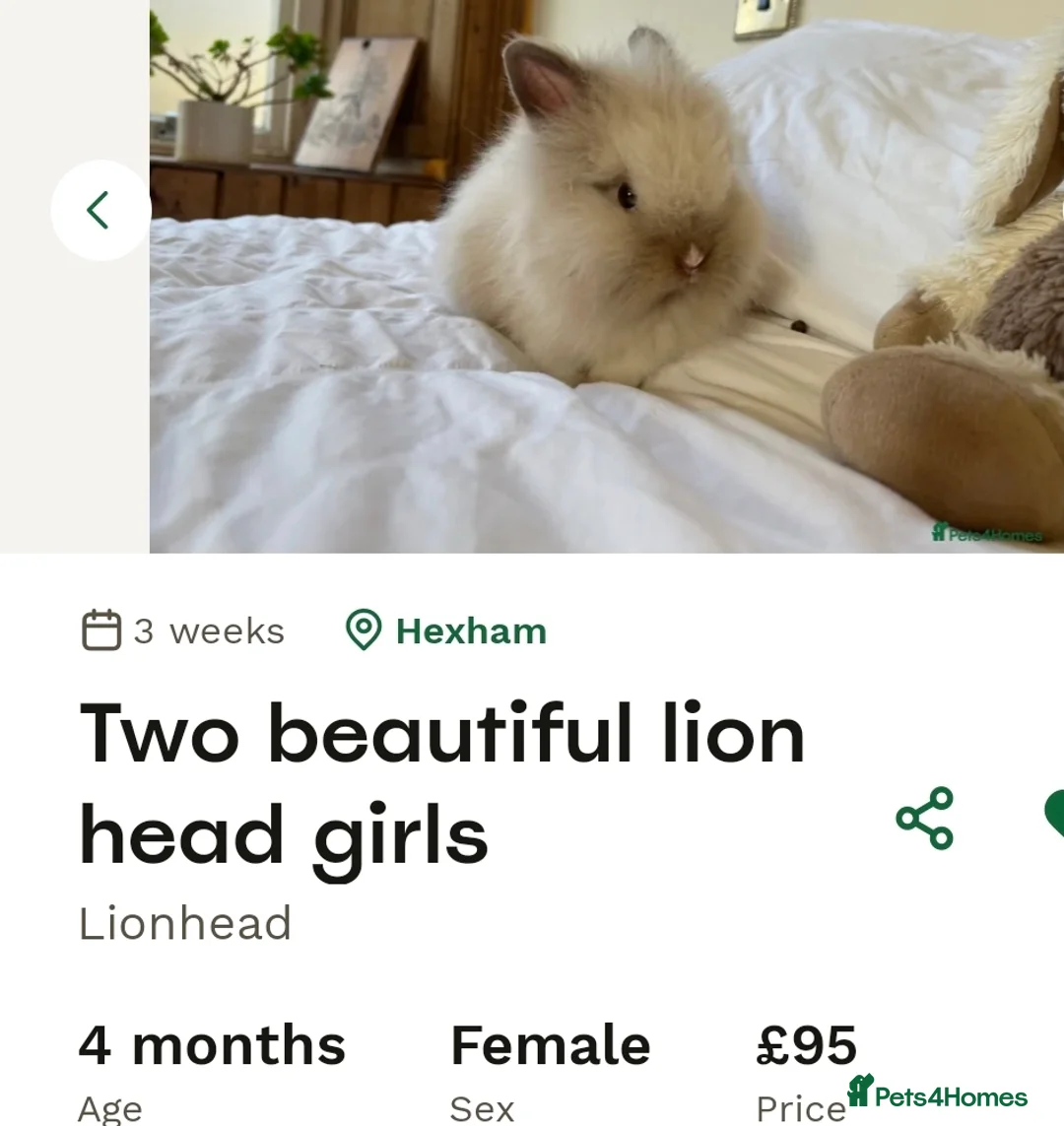 Lionhead rabbits for sale: Mini double maned lion head - Advert 5