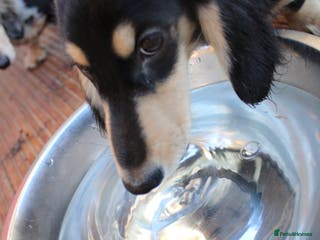 Miniature Dachshund dogs Long hair - Advert 13