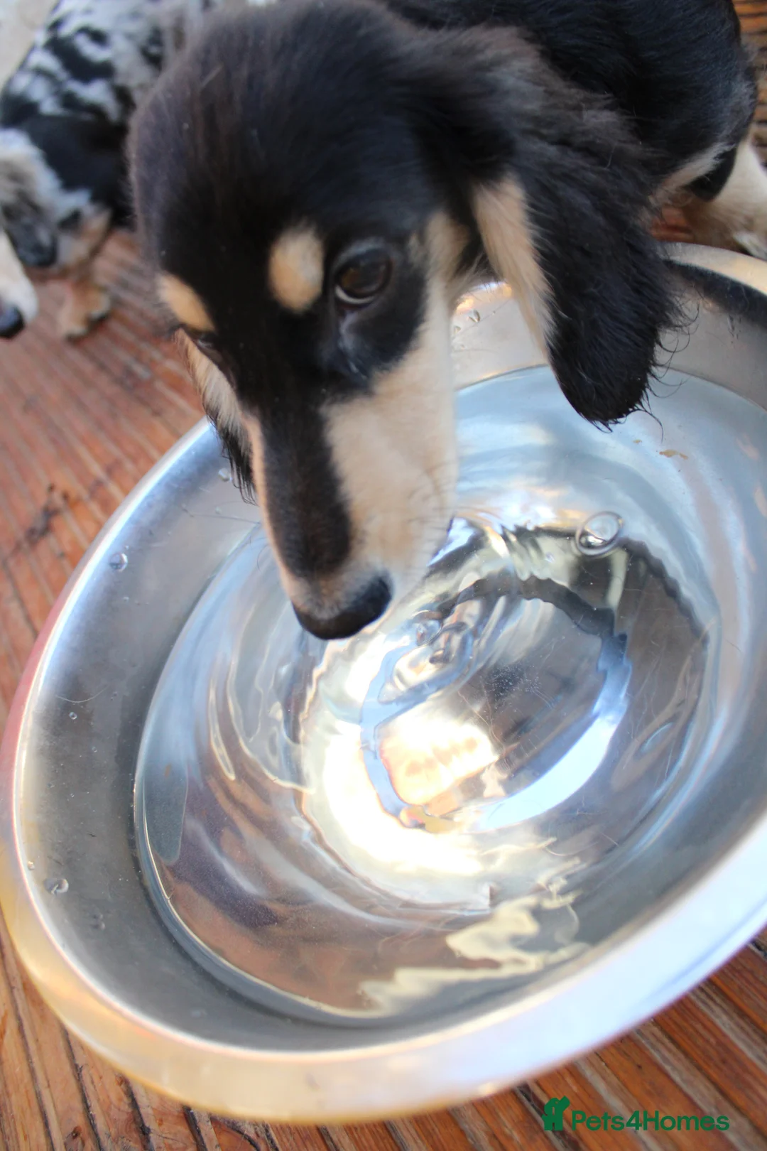 Miniature Dachshund dogs for sale: Long hair  - Advert 1