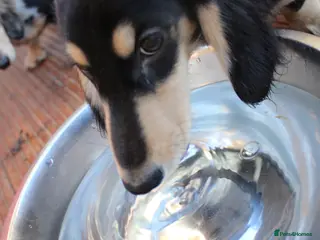 Miniature Dachshund dogs Long hair - Advert 15