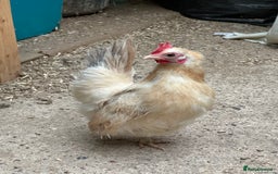 Chickens poultry for sale: Serama x silkie chicks ultra soft, fluffy and tiny - Image 15