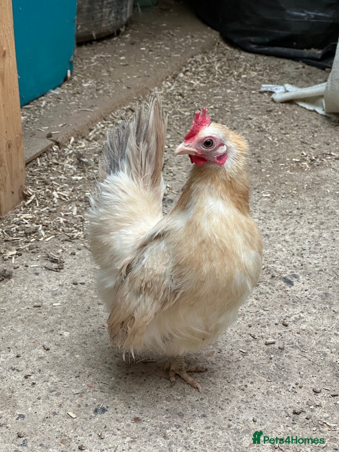 Chickens poultry for sale: Serama x silkie chicks ultra soft, fluffy and tiny - Image 15