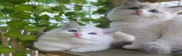 Ragdoll cats for sale: 💓please read🩵🏆European Champion lines 💫Tica - Advert 6