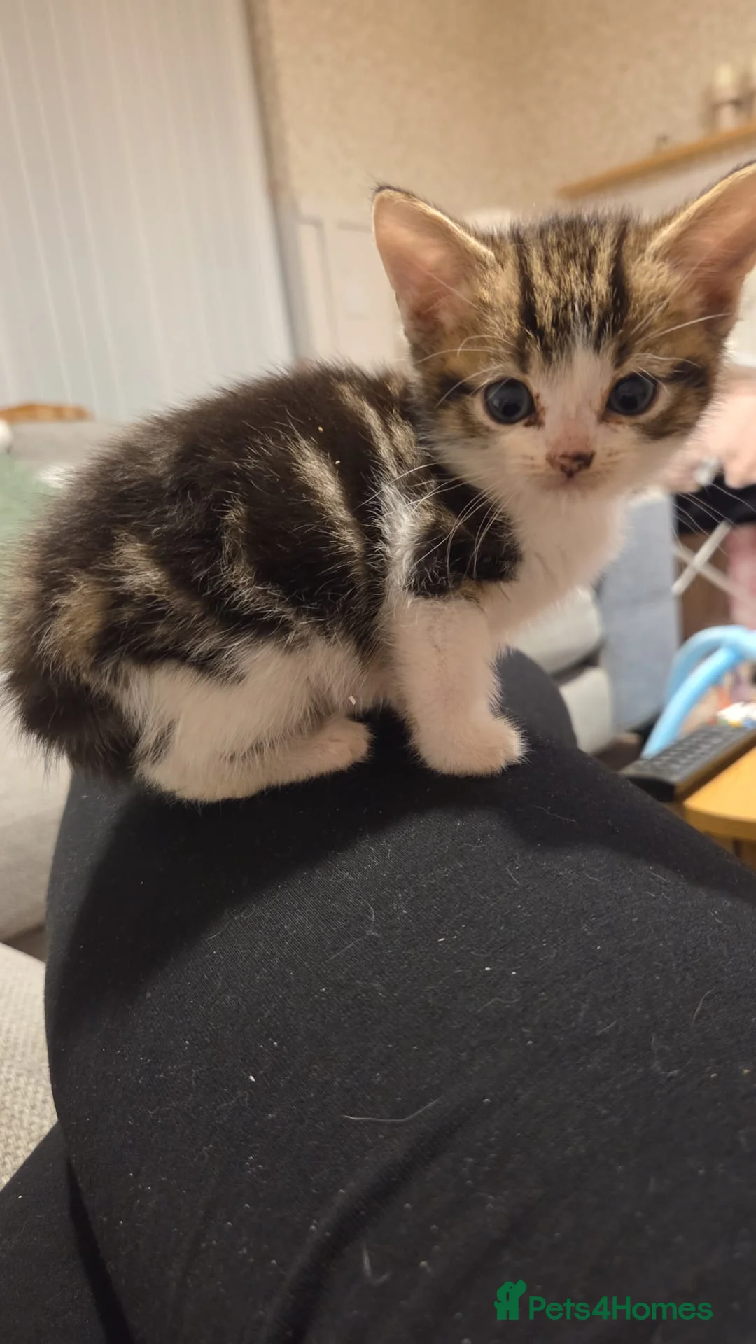 British Shorthair cats for sale: British shorthair x ragdoll kittens  in Crewe - Advert 2