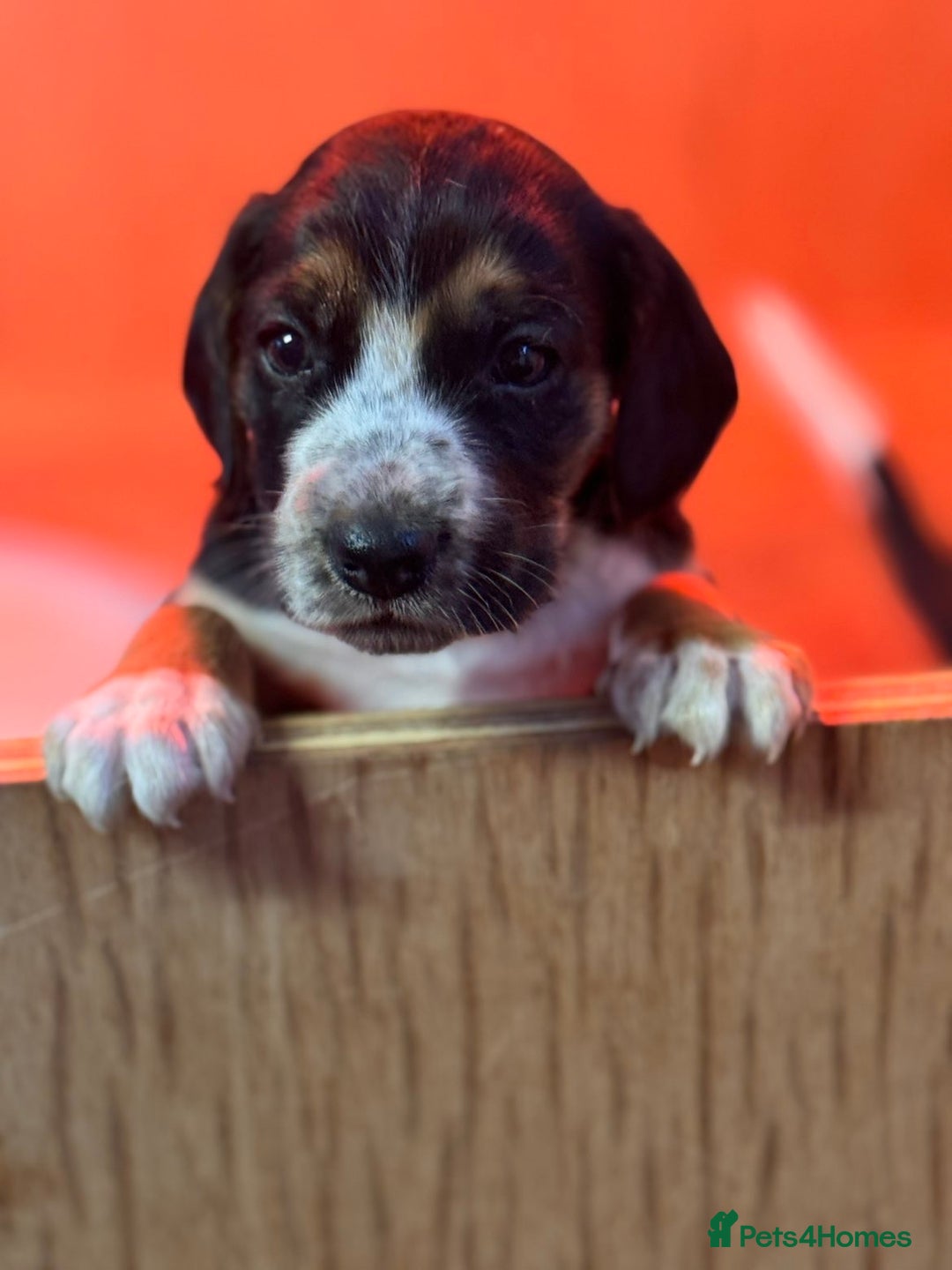 Mixed Breed dogs for sale: Beautiful Cocker Spaniel X Puppies - Advert 3