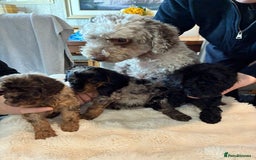 Cockapoo dogs for sale: 2 Male F2 Rare Merle Cockapoo Pups - Image 6