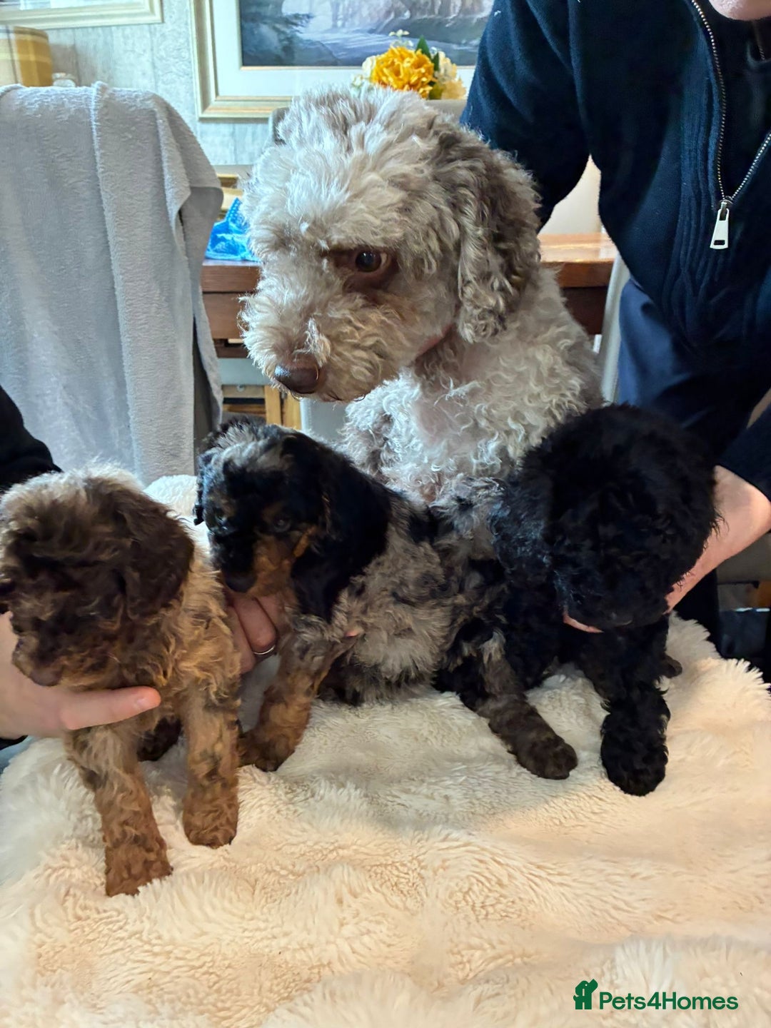 Cockapoo dogs for sale: 2 Male F2 Rare Merle Cockapoo Pups - Image 6