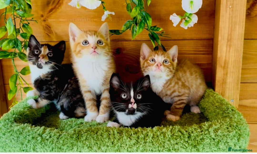 Domestic Shorthair cats for sale: GORGEOUS SHORT HAIRED FAMILY KITTENS  - Image 2