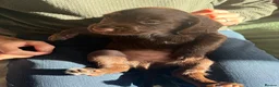 Sprocker dogs for sale: Gorgeous Chocolate Cocker Spaniel Puppies in Shrewsbury - Advert 32