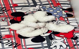 Bichon Frise dogs for sale: Pure Bichon Frise - Image 14