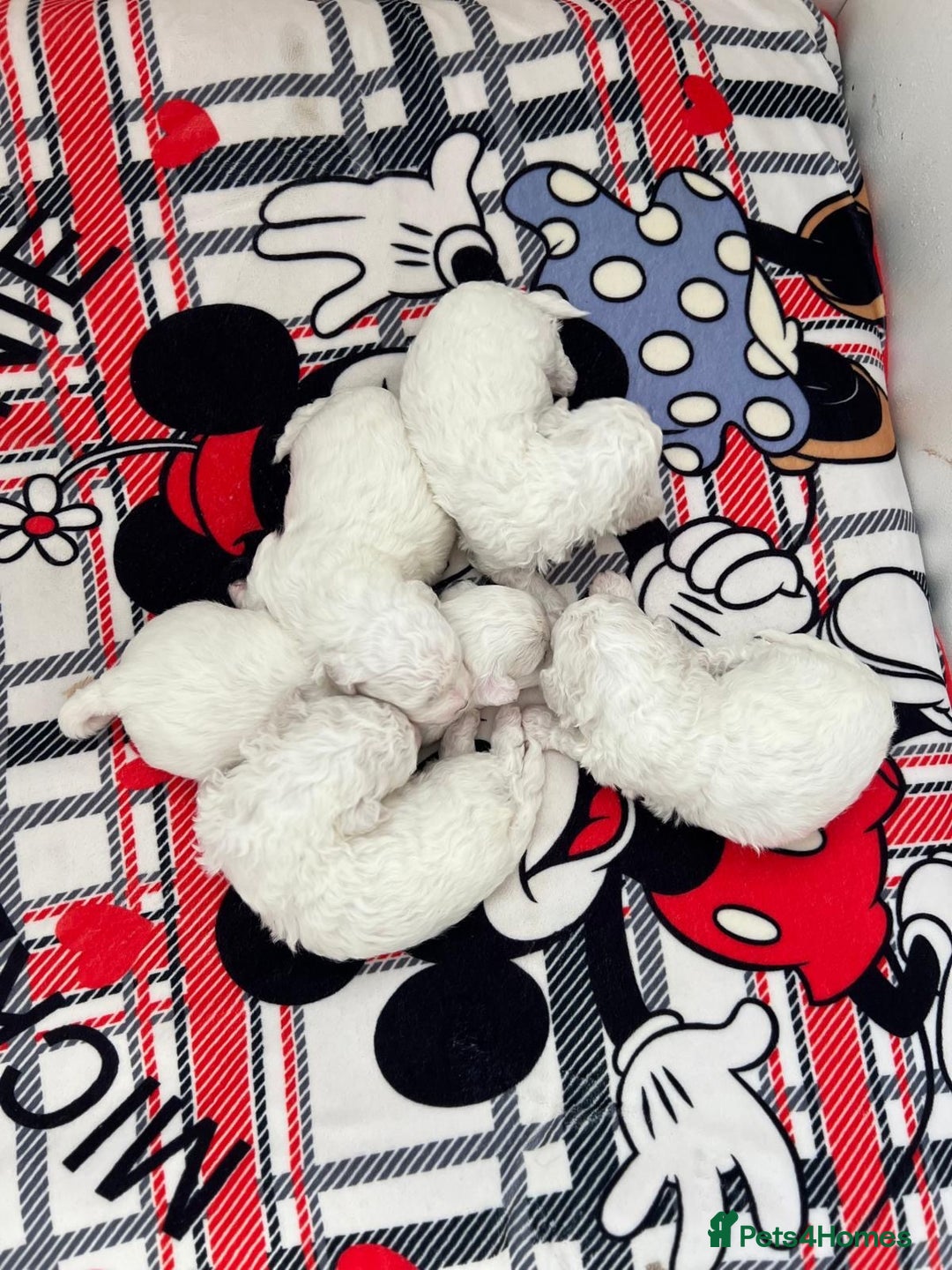 Bichon Frise dogs for sale: Pure Bichon Frise - Image 14