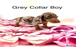 Miniature Dachshund dogs for sale: Lovely Happy Chocolate & Tan Dapple Babies  - Image 13