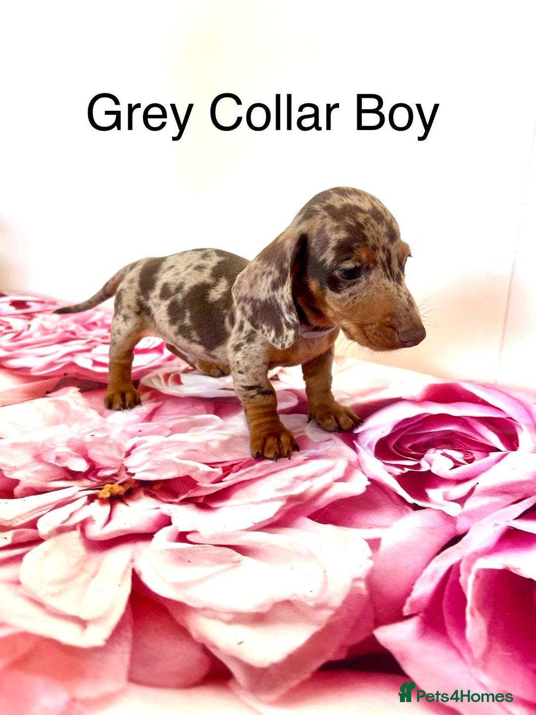 Miniature Dachshund dogs for sale: Lovely Happy Chocolate & Tan Dapple Babies  - Image 13
