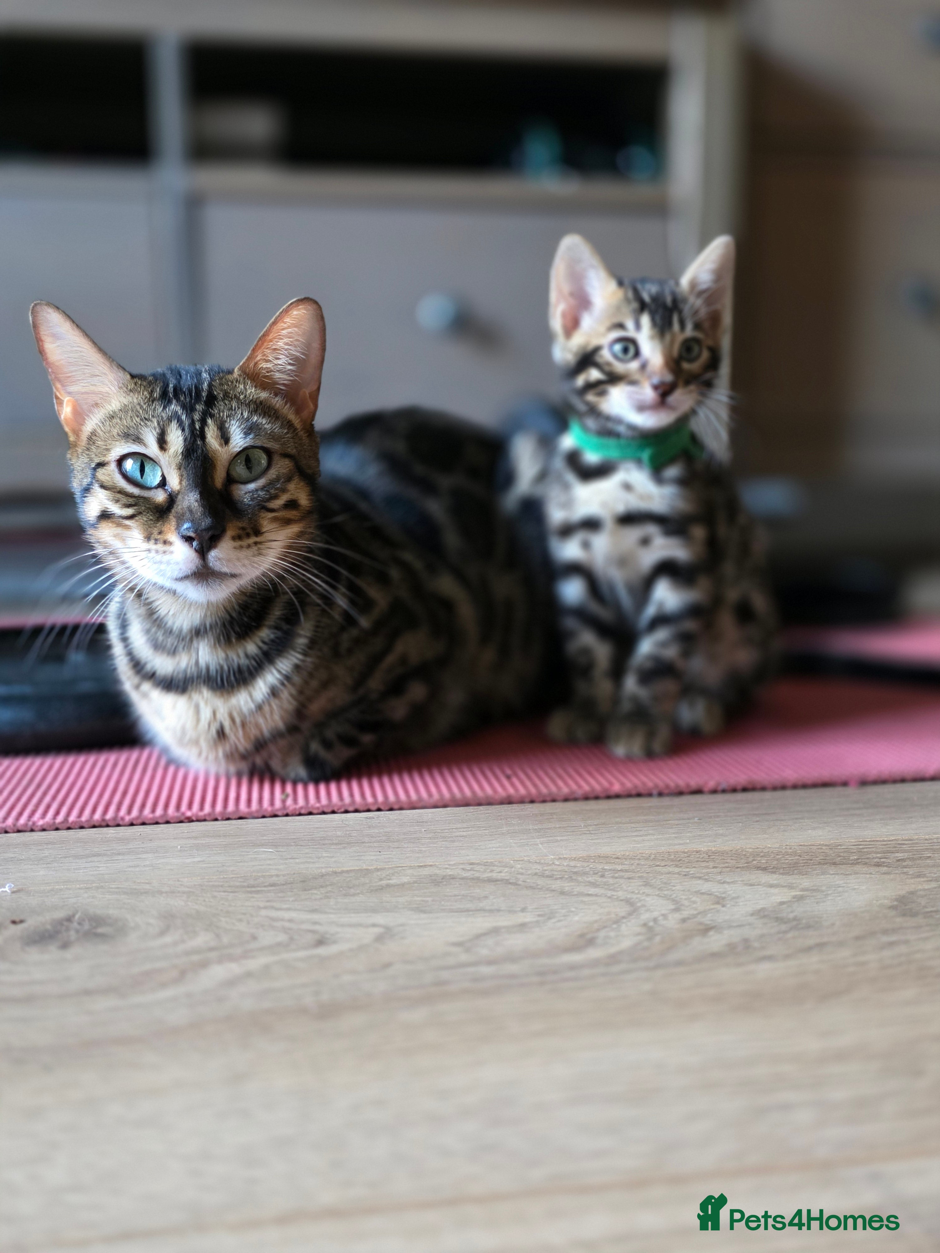 Bengal cats Pure Pedigree Bengal Kittens – 3 Boys, 2 Girls - Advert 3