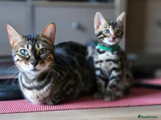 Bengal cats Pure Pedigree Bengal Kittens – 3 Boys, 2 Girls - Advert 2