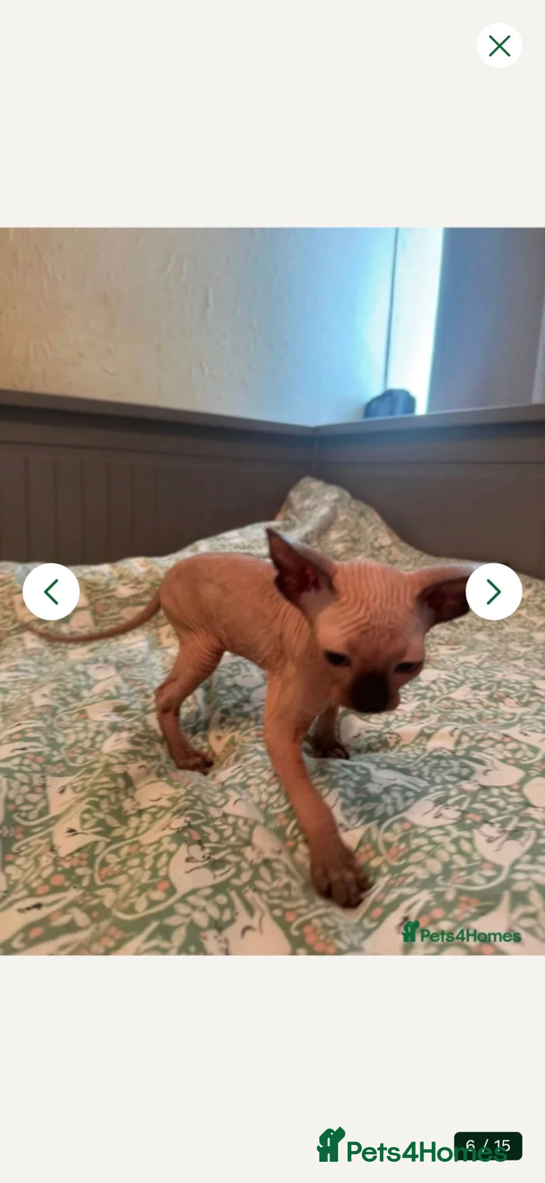 Sphynx cats for sale: Sphynx boy for sale - Advert 2