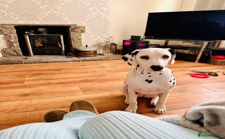 Dalmatian dogs - Advert 1
