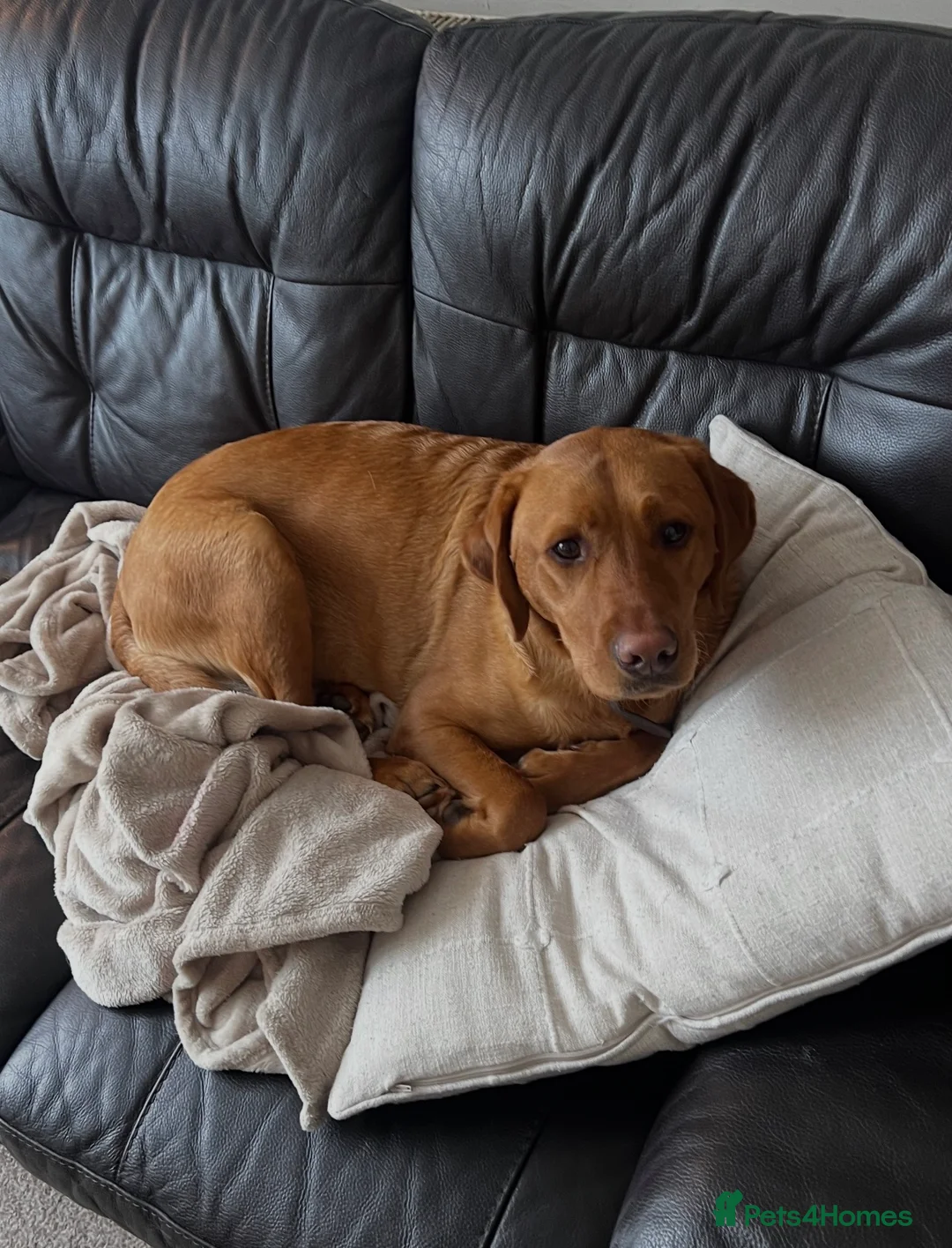 Labrador Retriever dogs for sale: Male 3y/o red fox Labrador for rehoming  - Advert 3