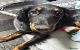 Cocker Spaniel dogs for sale: 7 month old cocker spaniel  - Image 7