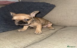 French Bulldog dogs for sale: Litter of mixed colour French bulldog puppies  - Advert 38