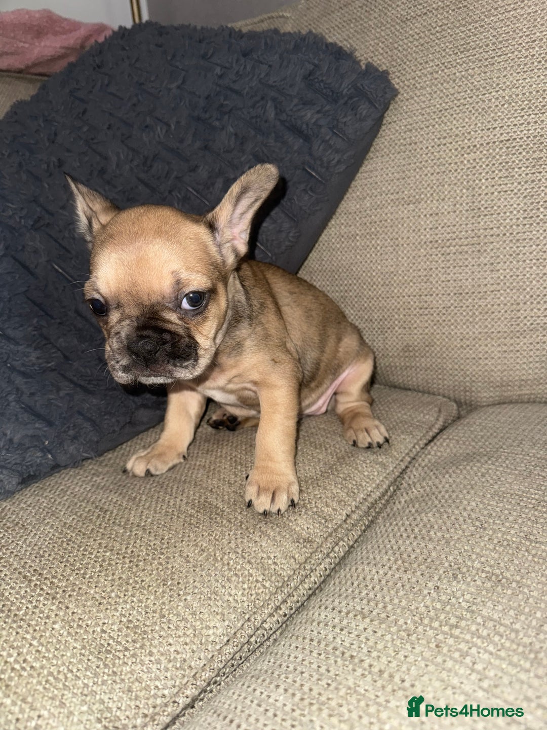 French Bulldog dogs for sale: Litter of mixed colour French bulldog puppies  - Advert 38