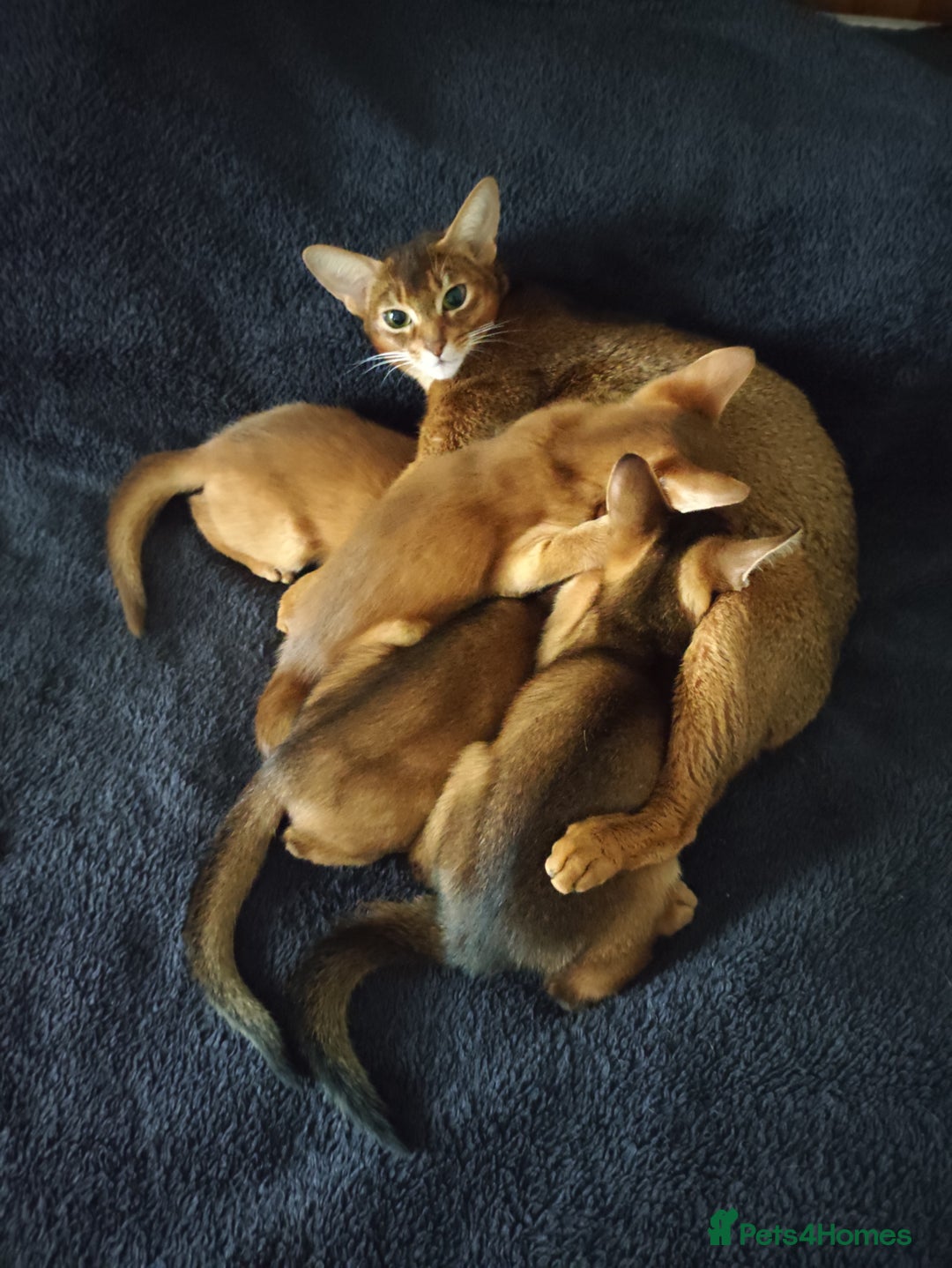Abyssinian cats for sale: Beautiful Abyssinian Kittens 🐈 - Advert 1
