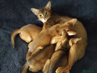 Abyssinian cats Beautiful Abyssinian Kittens 🐈 - Advert 15
