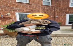 Continental Giant rabbits for sale: Giant continental cross  - Image 3