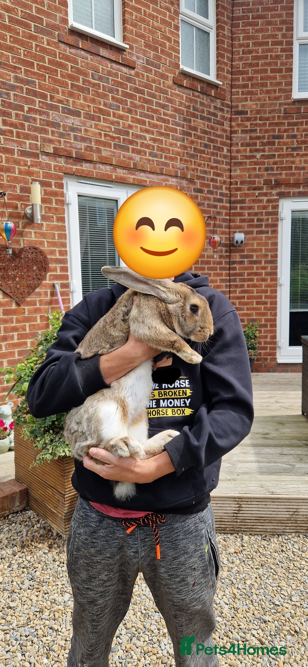 Continental Giant rabbits for sale: Giant continental cross  - Image 3