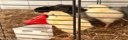 Chickens poultry for sale: 🐣 [Show-Quality & Healthy Chicks for Sale]  - Advert 6
