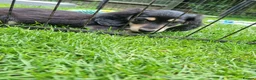 Miniature Dachshund dogs for sale: 🌟KC reg.Miniature LH Dachshund Puppies 🌟  - Advert 13