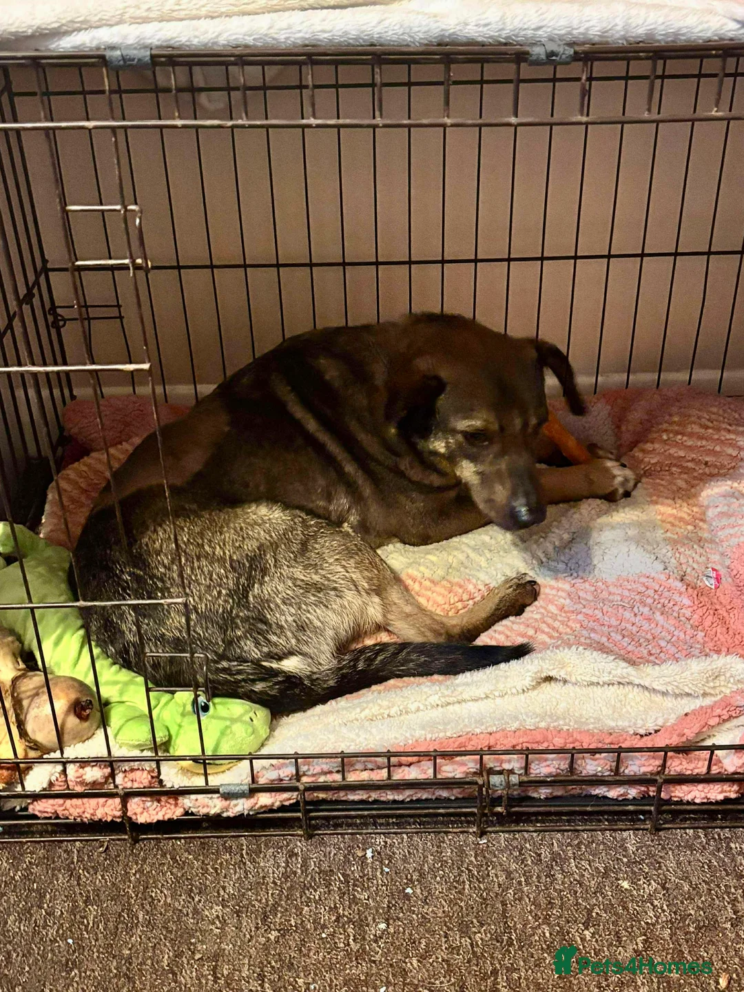 Mixed Breed dogs for adoption: Gentle, affectionate Harry needs a forever home - Advert 8