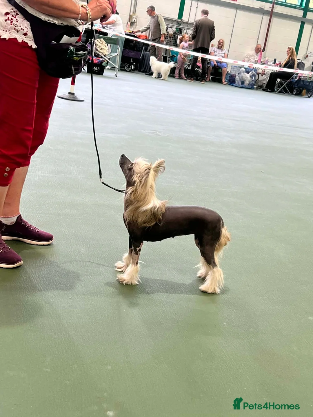 Chinese Crested dogs for sale: Chinese crested puppies - Advert 1