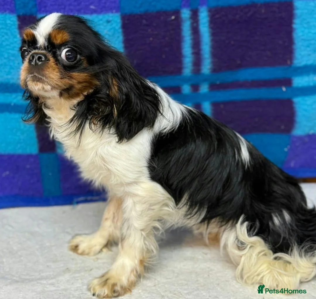 Cavalier King Charles Spaniel dogs for adoption: 🐾 LOUIS – Male Cavalier King Charles Spaniel 🐾 in West Malling - Advert 1