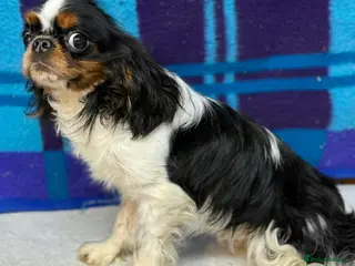 Cavalier King Charles Spaniel dogs 🐾 LOUIS – Male Cavalier King Charles Spaniel 🐾 - Advert 8