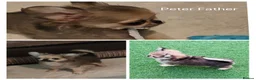 Chihuahua dogs for sale: Stunning long coat chihuahua puppies  - Advert 11