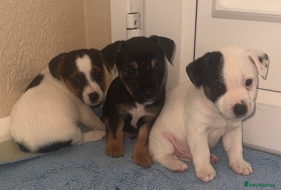 Jack Russell dogs for sale: Minituare short haired jack Russell’s ready now - Advert 4