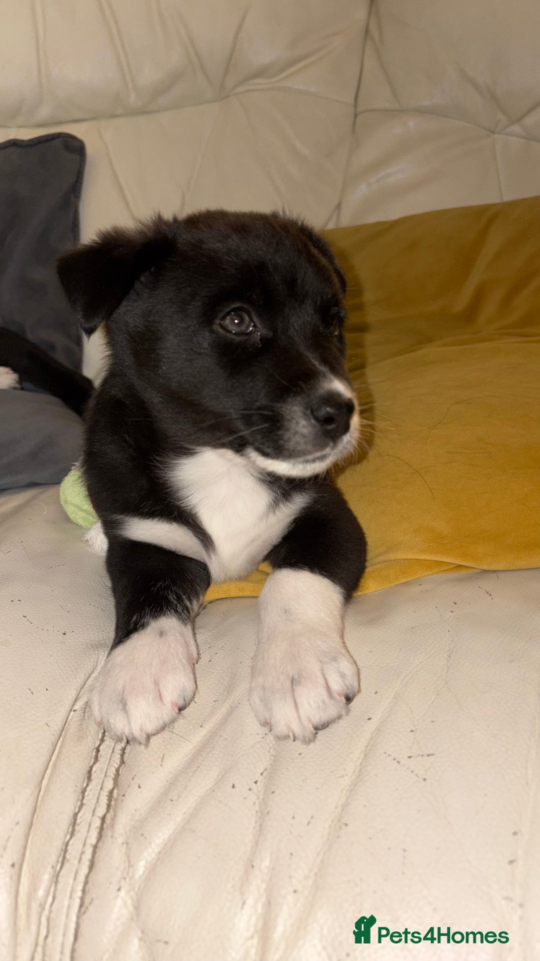 Mixed Breed dogs for sale: 3 beautiful puppies sale. 2 girls and 1 boy.  - Advert 8