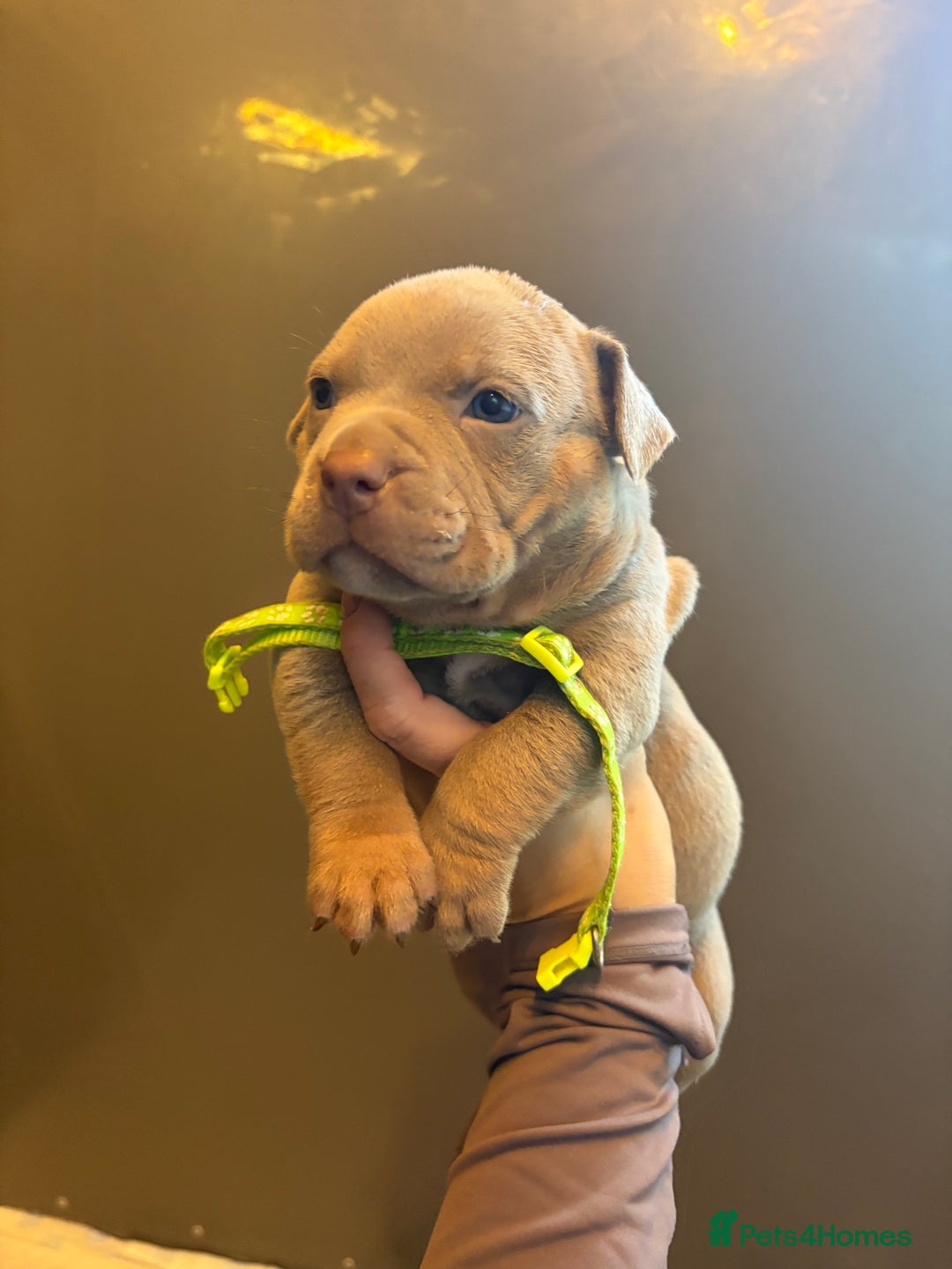 American Bully dogs for sale: ABKC Pocket Bully’s  - Image 14