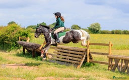 Irish Cob horses for sale: 13.1 fun loving all rounder  - Image 1